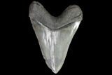 Large, Fossil Megalodon Tooth - Georgia #90786-2